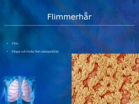 /album/flimmerhar/a6-andningssystemet-key-klar-008-jpeg/